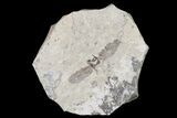 Fossil March Fly (Plecia) - Green River Formation #154542-1